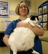 Veterinary Nurse Vacancies